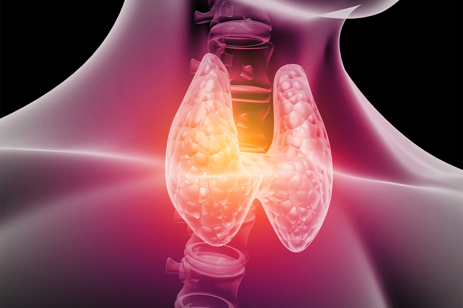 How Does the Thyroid Affect The Body?